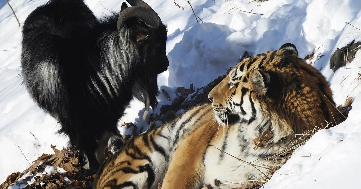 Тигр амур. Тигр живущий с козлом. Тигр живущий с козлом. Дружба тигра амура и козла тимура. Тигр живущий с козлом.