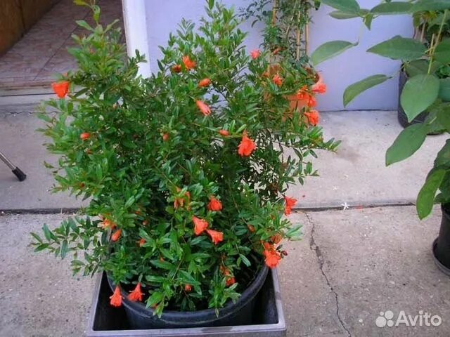 Гранат кустарник фото How to Grow and Take Care of Pomegranate Trees Effectively Gardenerdy Jardiner