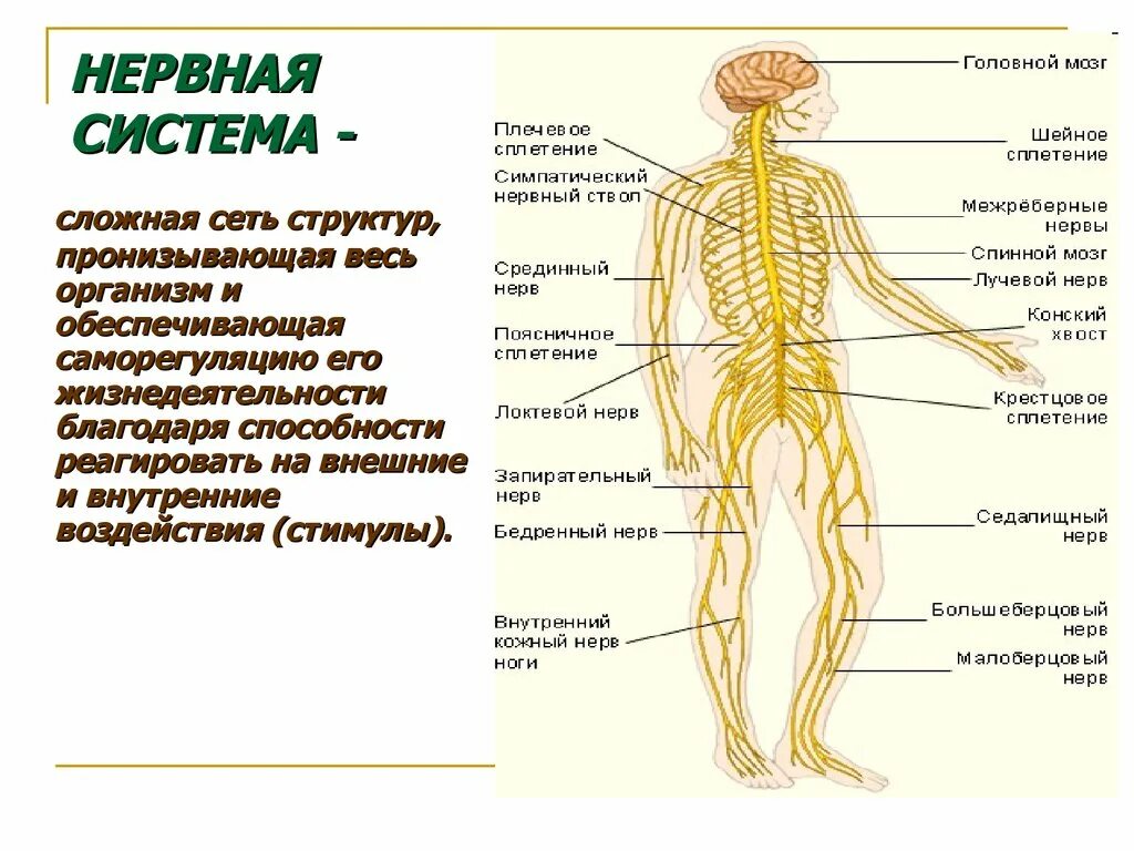 Центральная нервная система анатомия. Строение нервной системы человека схема. Схема строения центральной нервной системы. Нервная система человека строение и функции схема. Основные отделы центральной нервной системы человека схема.