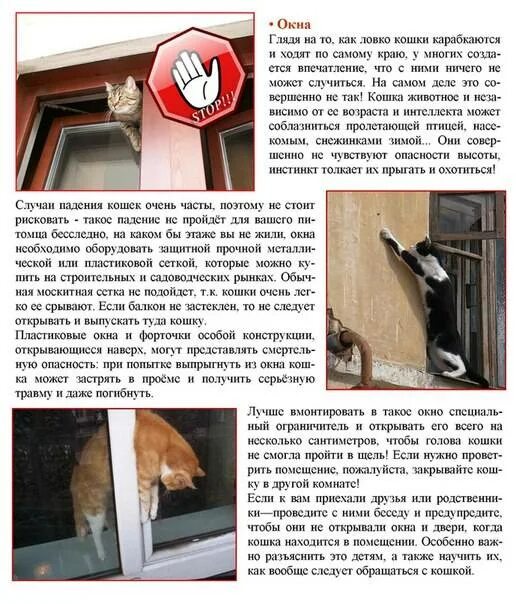 Как обезопасить кошку