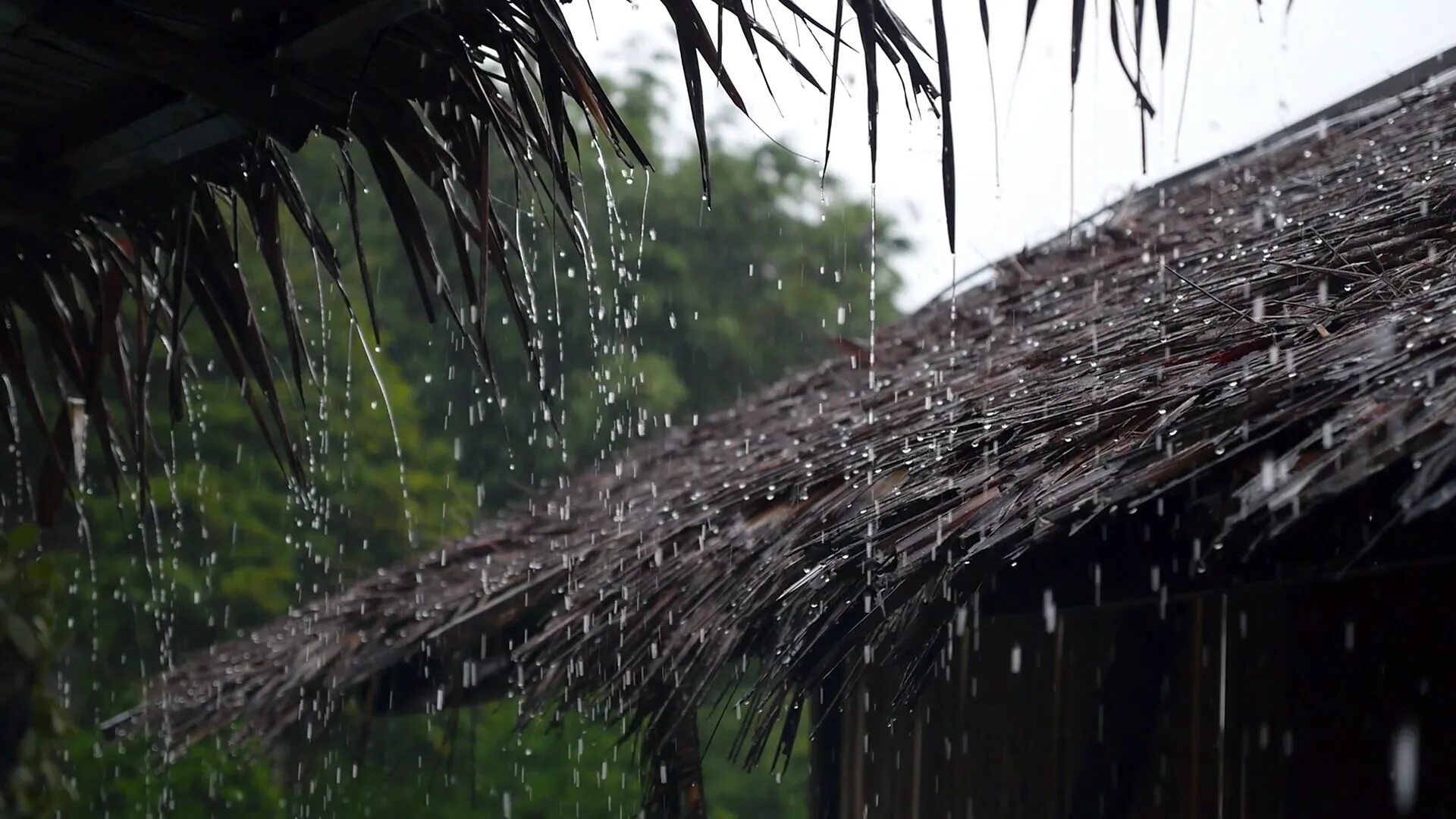 Rain damage. Ливневый тропический дождь. Тропический ливень. Дождь в тропиках. Дождь в тропическом лесу.
