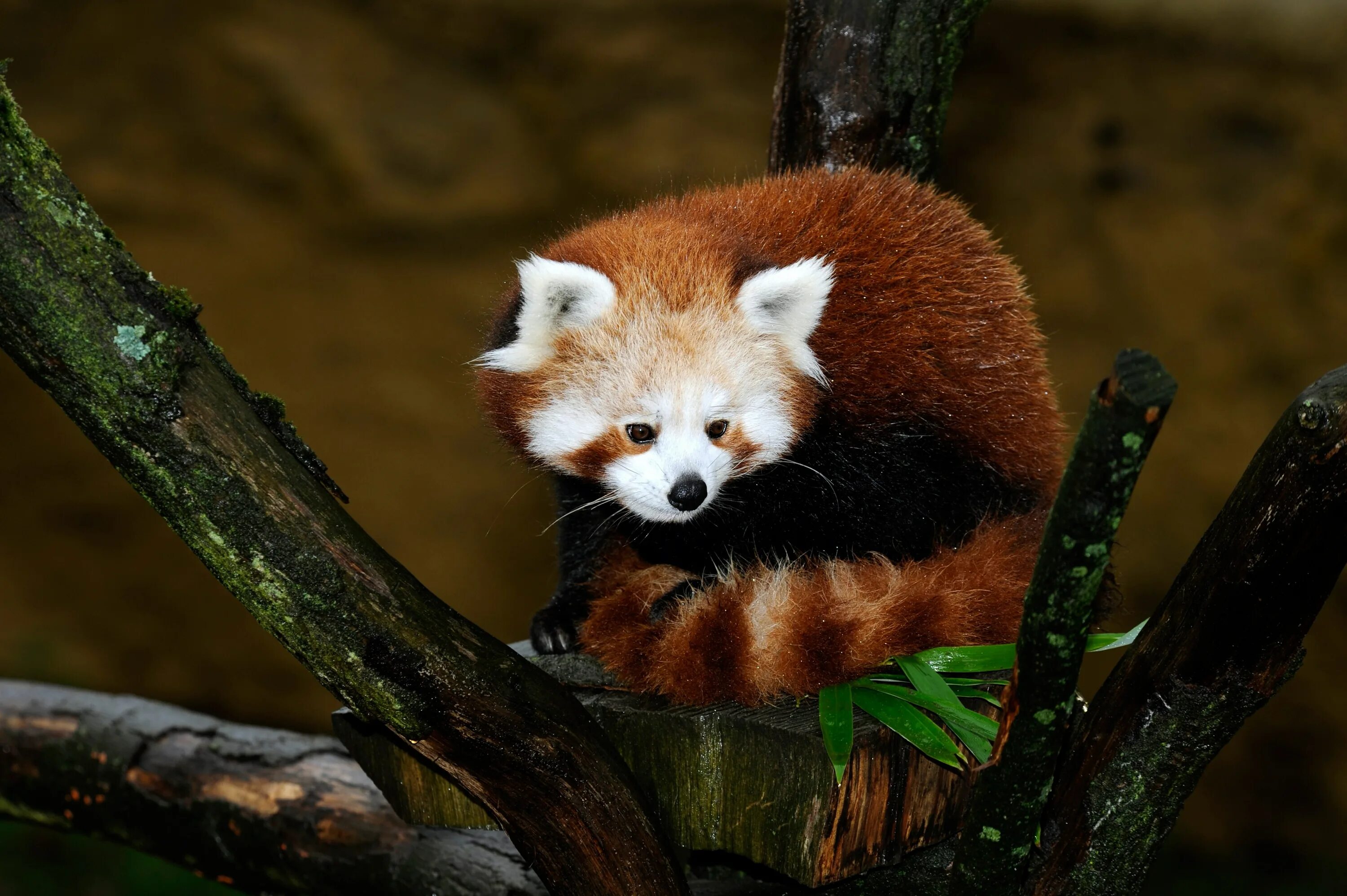 Малая панда (ailurus fulgens. Красная енотовидная панда. Гималайская красная панда. Сумчатая панда. Красная енотовидная панда.