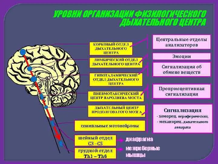 Структура дыхательного центра. Отделы дыхательного центра физиология. Уровни дыхательного центра. Структура дыхательного центра продолговатого мозга.