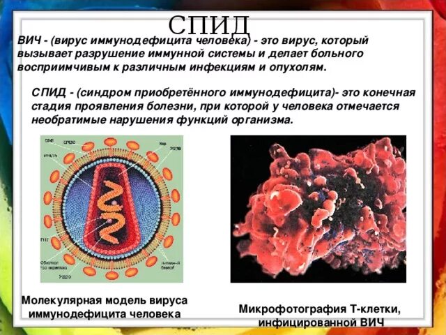 Биология вируса иммунодефицита человека. Вирус СПИДА презентация. ВИЧ биология 8 класс. ВИЧ презентация 8 класс биология. Лабораторная работа по биологии спид и гепатит