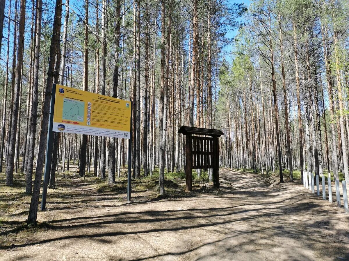 Эко тропа гряда Вярямянселькя. Заказник Кивипарк Выборг. Гряда Вярямянселькя в Ленинградской. Заказник Выборгский экотропа.