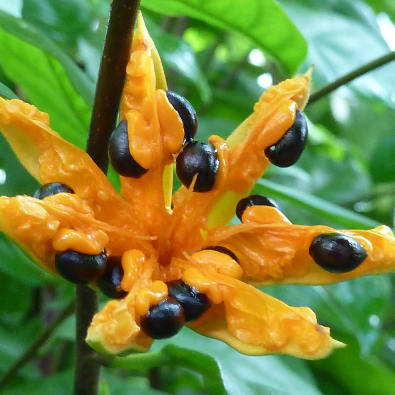 Что такое турея. Turraea heterophylla. Туррея туполистная. Туррея (Turraea obtusifolia). Turraea floribunda.