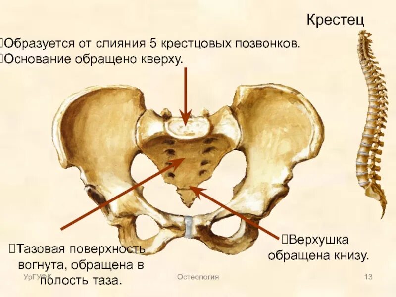 Таз крестец. Крестцово подвздошный сустав анатомия строение. Кости крестца анатомия. Крестец с3. Крестец Остеология.