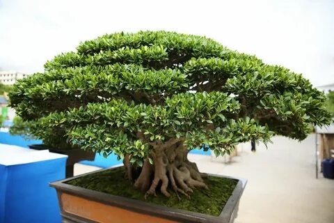 Tree style