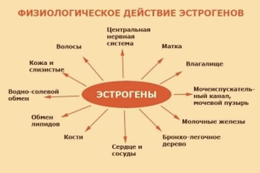 Гормоны в организме мужчины. Эстроген гормон. Эстрогены физиологический эффект. Женский гормон эстроген. Роль в организме гормона эстрогена.