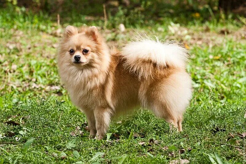 шпиц лисичка оранжевый померанский. померанский лисий шпиц. немецкий шпиц гладкошерстный. шпиц тип лисичка. померанский цвергшпиц лисичка.