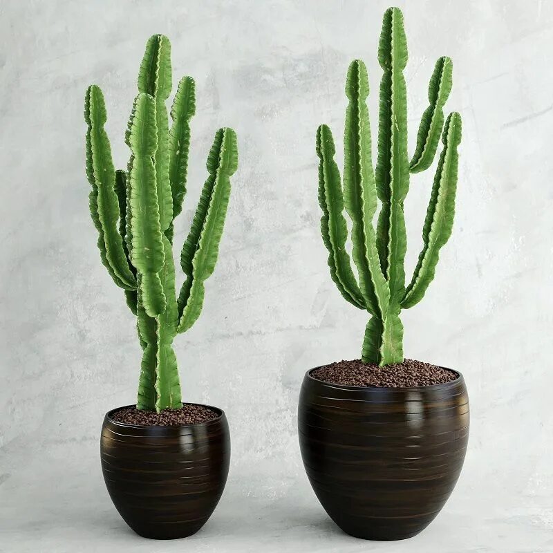 Cactus 5. Эуфорбия ingens. Кактус молочай эуфорбия. Эуфорбия полиаканта. Молочай Ингенс.