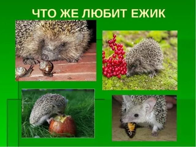 Что любит есть ежик. Чем питается ёж в природе для детей. чем питаются ежики. питание ежей в природе. чем питаются дикие ежики.