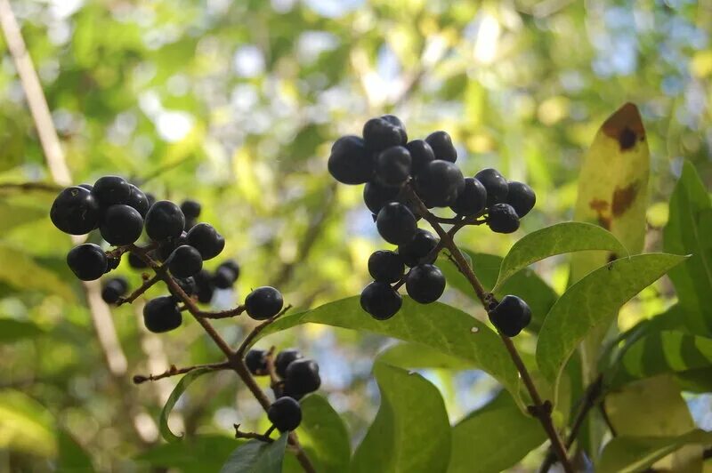 жимолость татарская ягоды. жимолость волчья ягода. лесная обыкновенная волчья ягода. жимолость татарская (lonícera tatárica). волчье лыко (волчеягодник обыкновенный).