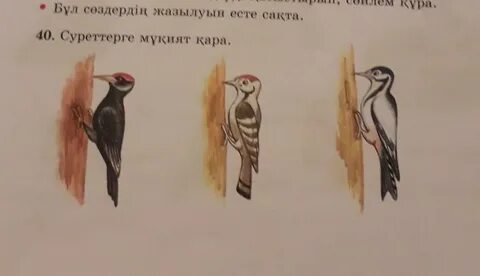 үлкен есек түкті киска