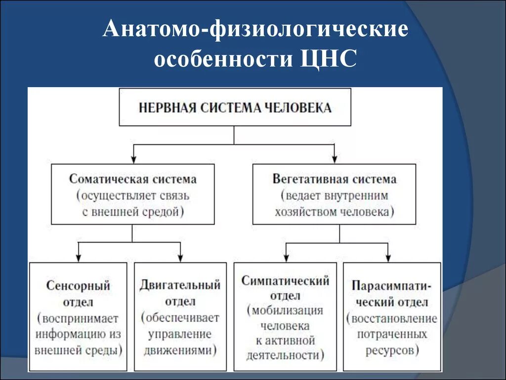 По каким принципам классифицируют отделы нервной. Анатомо-физиологические особенности нервной системы. Анатомо физиологические особенности ЦНС. Анатомо-физиологические особенности периферической нервной системы. Анатомо-физиологические особенности нервной системы у детей.