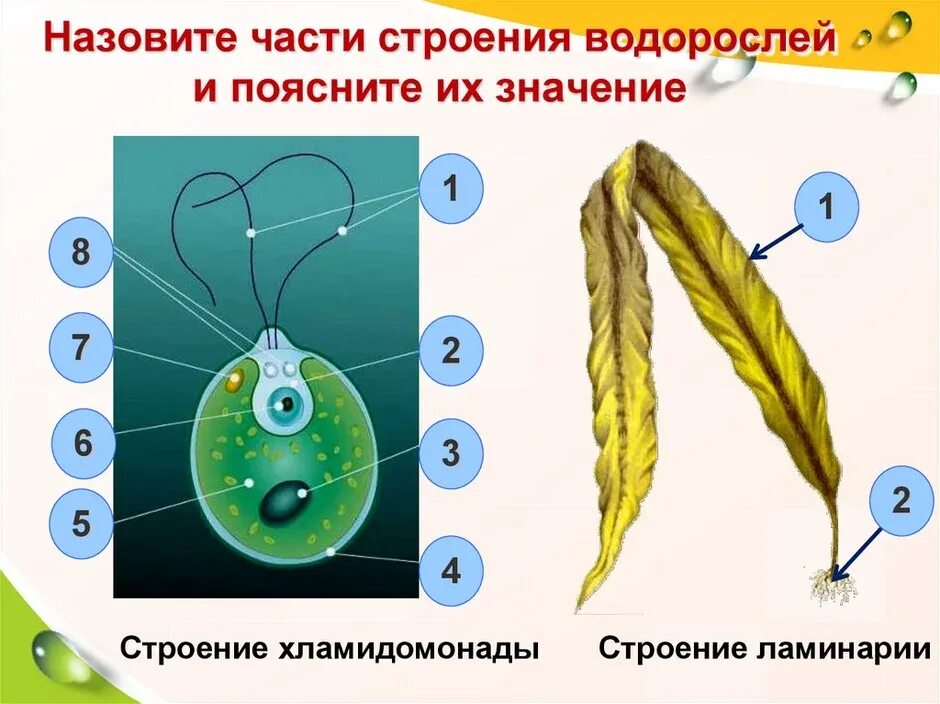 Водоросли строение тела. Бурые водоросли биология строение. строение водоросли ламинарии. строение многоклеточной водоросли ламинарии. строение водоросли ламинарии морской капусты.