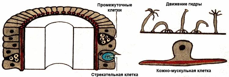 Кожно мускульная клетка передвижения. Эпителиально мускульные клетки кишечнополостных. Эпителиально мускульные клетки гидры. Кожно мускульные клетки гидры. Промежуточные клетки гидры.