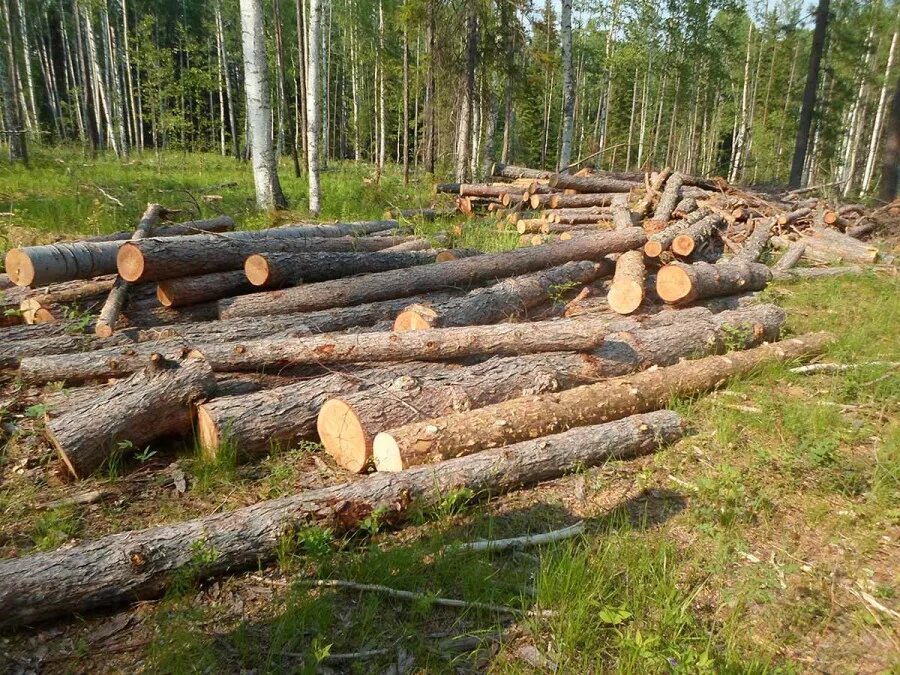 Вырубка деревьев на предприятии. Заготовка леса. Незаконная вырубка леса. Лесная промышленность. Очистка мест рубок леса.
