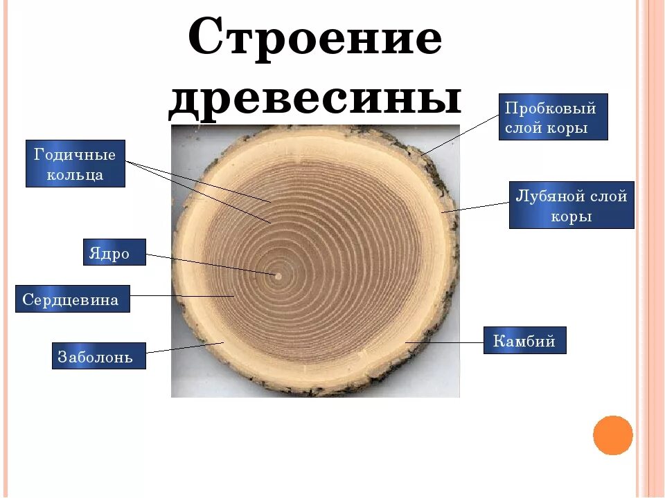 Древесные стебли образуются у. Спил дерева строение биология. Годичные кольца древесины. Годичные кольца строение. Строение слоев дерева.