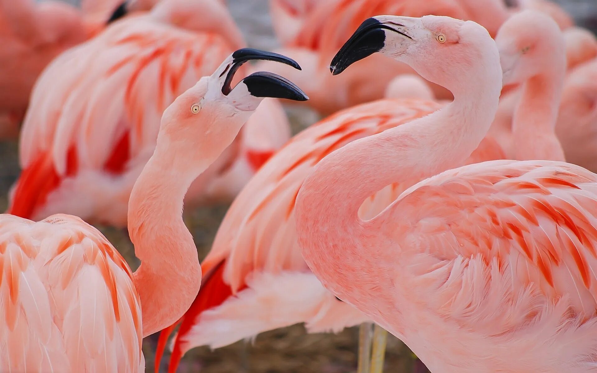 Красив фламинго. Коралловый Фламинго. Розовый Фламинго окрас. Красный Фламинго. Фламинго падальщики.