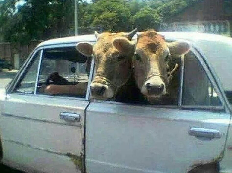Бык на какой машине. Корова в жигулях. Корова в машине. Корова в тачке. Тёлки коровы в машине.