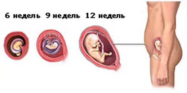 Конец 2 триместра. 1 Триместр беременности плод. Беременность 1 триместр эмбрион. Плод в первом триместре беременности. Ребенок в 1 триместре беременности.