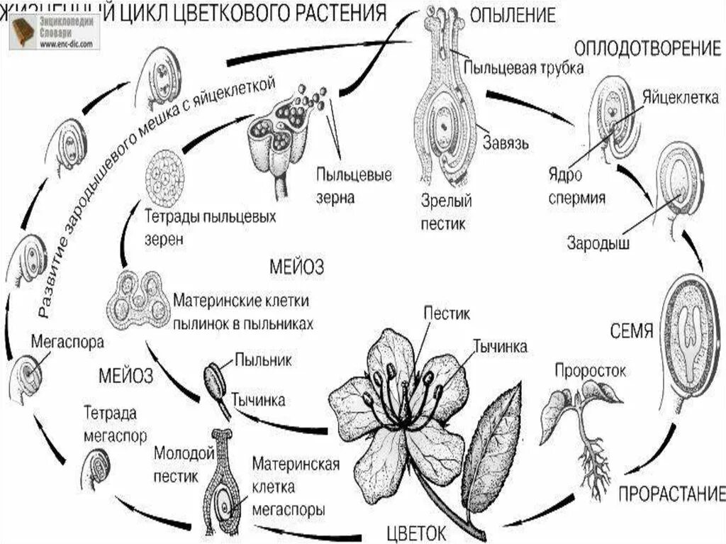 Цикл развития покрытосеменных схема. Цикл развития цветковых растений схема. Схема двойного оплодотворения у покрытосеменных растений. Жизненный цикл растений схема ЕГЭ.