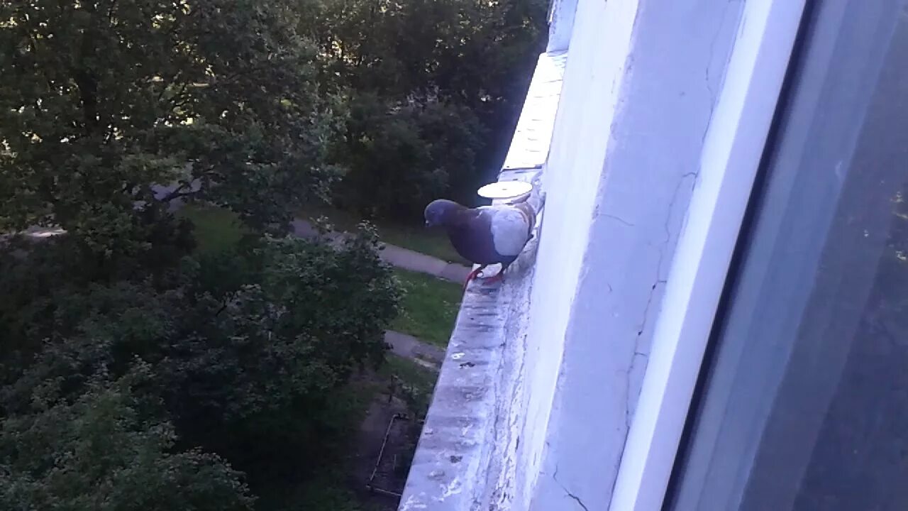 Чем отпугнуть голубей с балкона. От голубей на балконе. защита балкона от голубей. фольга на подоконнике от голубей. пугало от голубей на балконе.