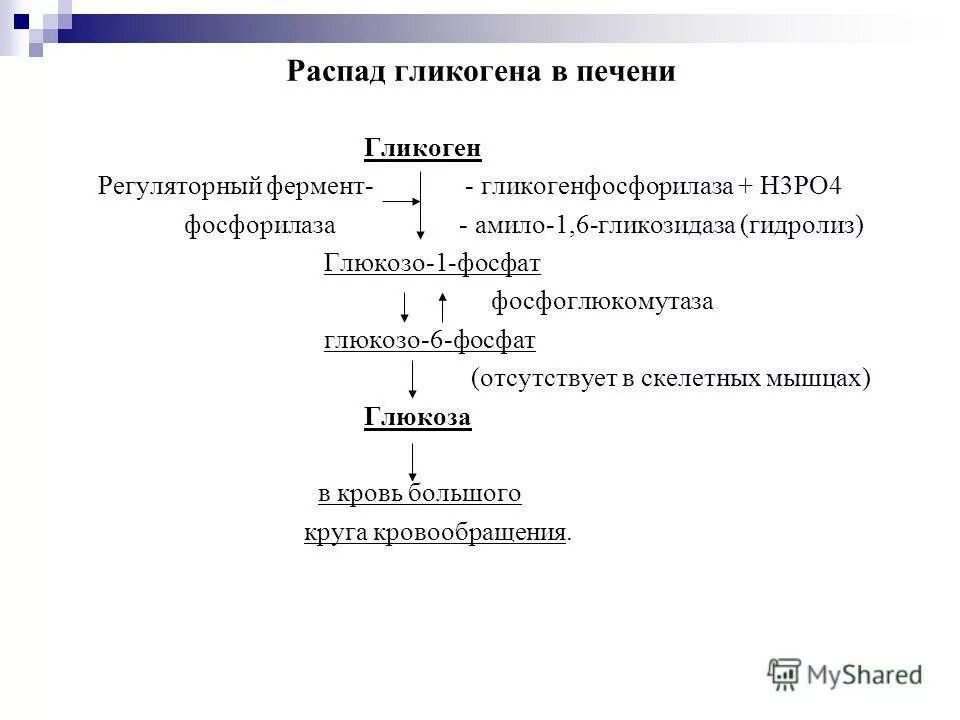 Распад гликогена. Схема распада гликогена до Глюкозы в печени. Распад гликогена до глюкозо-6-фосфата. Схема распада гликогена в мышцах. Схема распада гликогена в печени и мышцах.