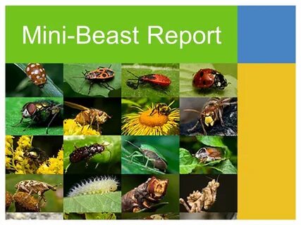 Mini beast