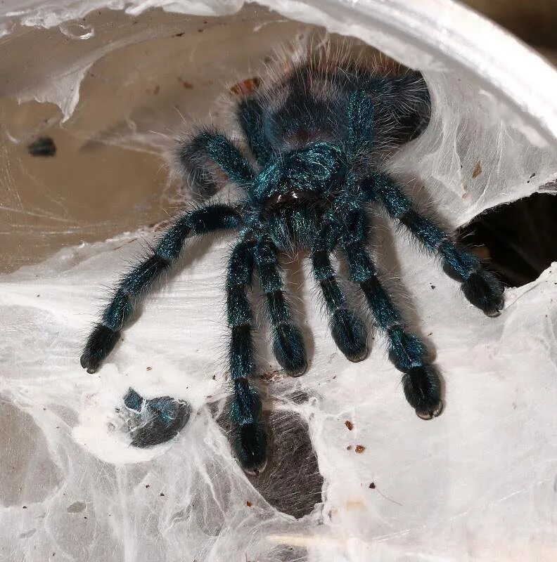 Паук птицеед опасен. Avicularia versicolor. avicularia versicolor (авикулярия версиколор). паук птицеед avicularia versicolor. avicularia versicolor самец.