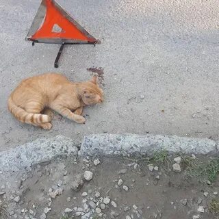 Коту сбиваются