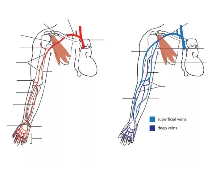 Артерии верхней конечности анатомия. Артерии верхней конечности схема. Верхняя конечность Вена анатомия. Анатомия венозной системы верхних конечностей. Кровообращение верхней конечности