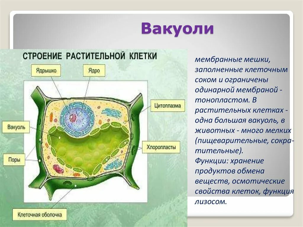 В клетках растений днем происходит. Функции вакуолей в растительной клетке. Органоид растительной клетки вакуоль. Вакуоли растительные структура клеток. Состав вакуоли растительной клетки.