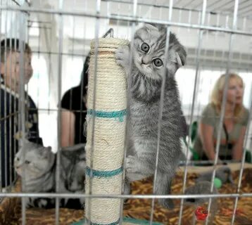 Выставка кошек ярославль