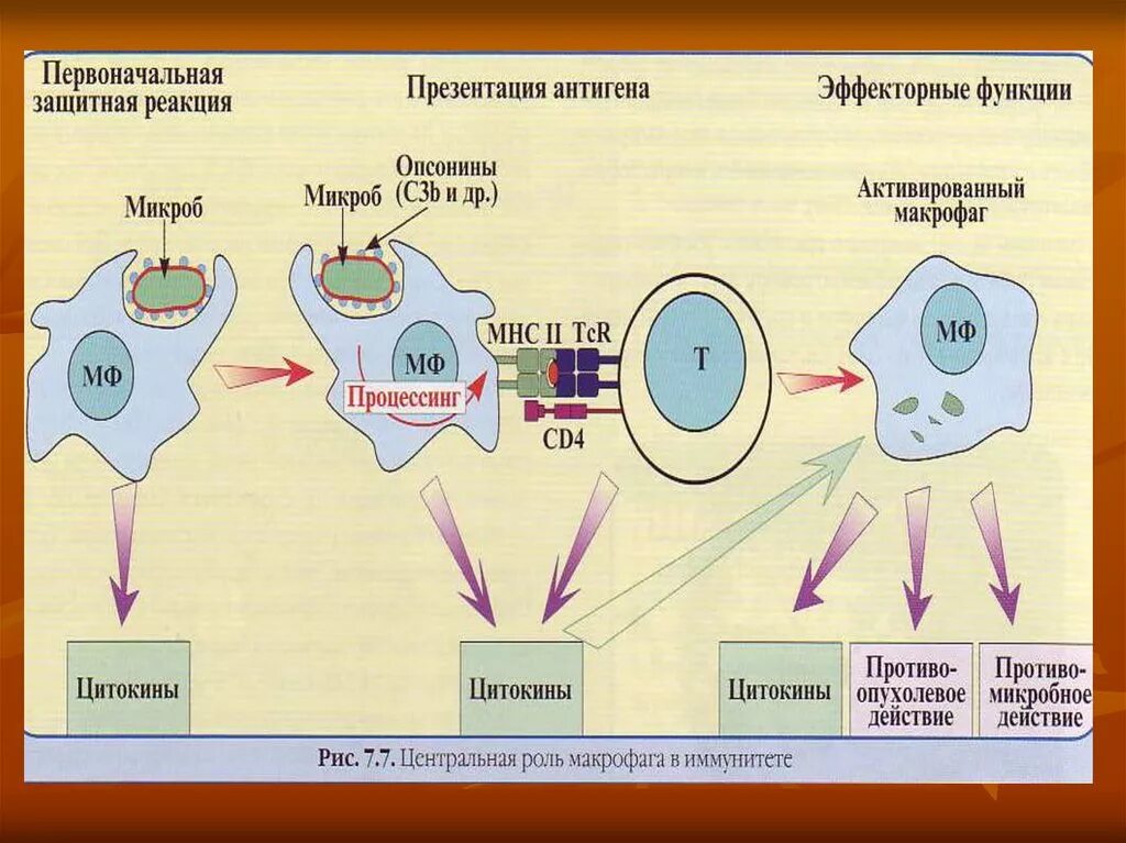 Экзогенные антигены. Макрофаги в эффекторной фазе иммунного ответа.. Распознавание антигена т-лимфоцитами схема. Роль макрофагов в иммунном ответе. Процессинг антигена иммунология.