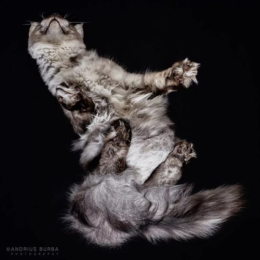 Андриус Бурба фотограф. Кошачий фотограф Андриус Бурба. Кот в необычном ракурсе. Котик снизу.