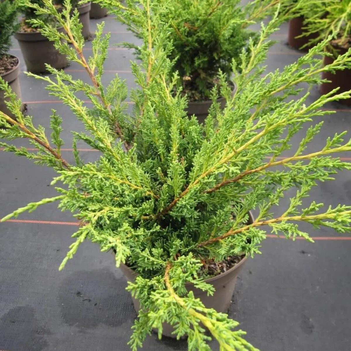 Juniperus chinensis. Можжевельник juniperus chinensis. можжевельник блаув вариегата. можжевельник китайский блаув. можжевельник китайский стрикта.