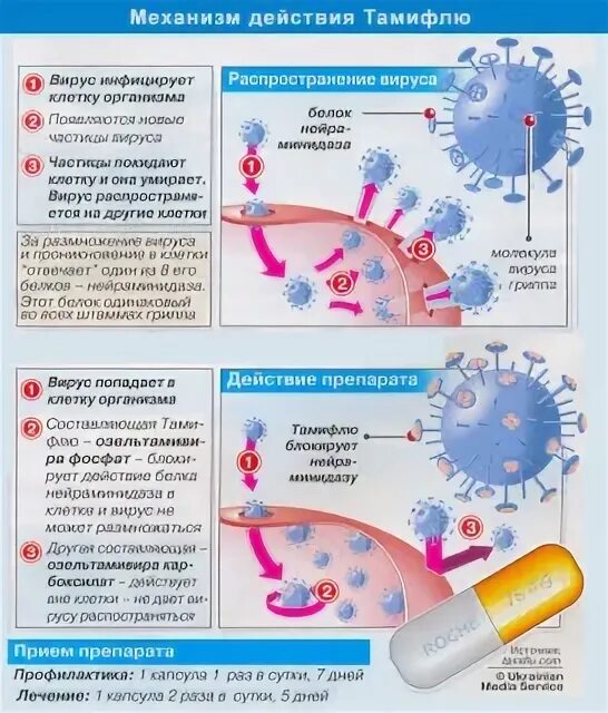 Действие вируса гриппа. Вирус гриппа вакцина. Механизм вируса гриппа. Механизмы действия вируса гриппа. Схема вирусные инфекции.