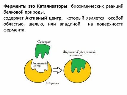 Роль катализаторов и ферментов