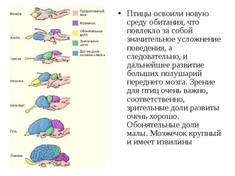 За что отвечает передний мозг у птиц. Передний мозг у птиц выполняет функцию. Усложнение мозга. Для чего передний мозг у птиц. В чем проявляются усложнения организации