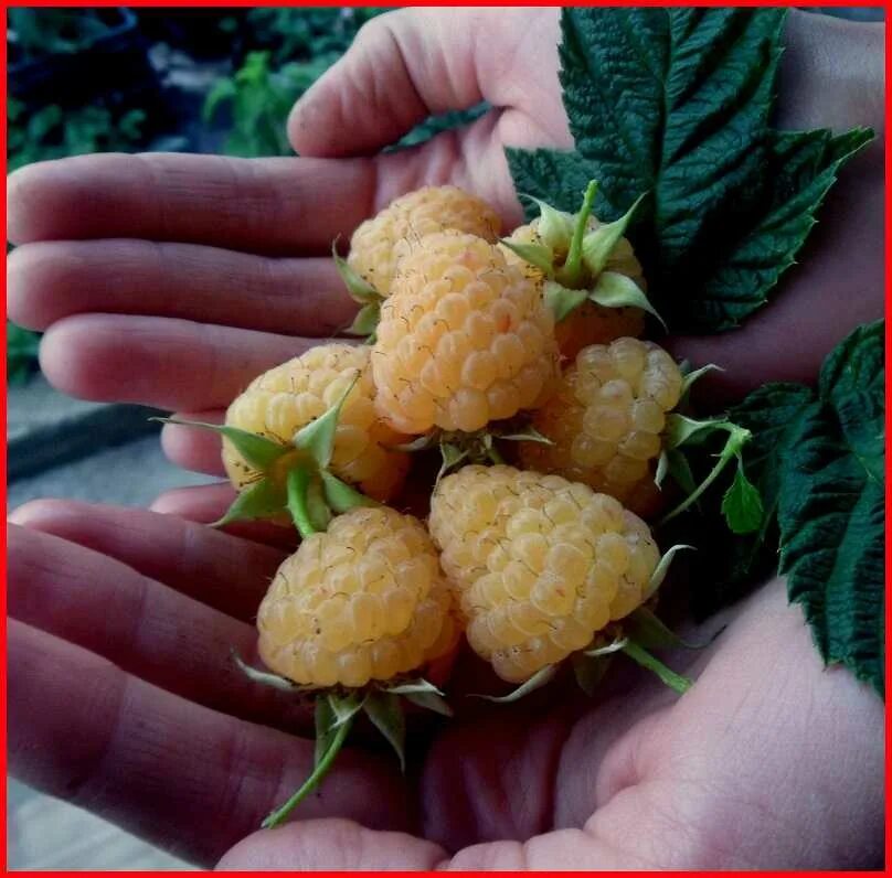 Малина ремонтантные сорта золотые купола. Малина ремонтантные сорта золотые купола. Малина ремонтантные сорта золотые купола. Малина ремонтантная оранжевое чудо. Малина зоренька алтая.