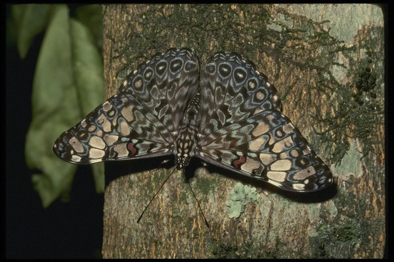 Бабочка кардинал. Амата бабочка. Бабочка ленточник чёрный. Бабочка с пятнами на крыльях. Махаон адмирал капустница.