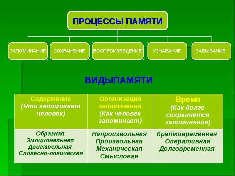 Процессы памяти человека