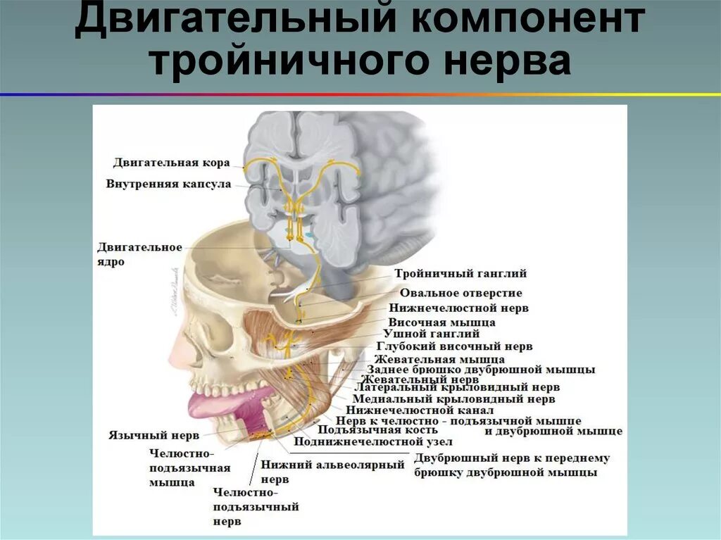 Тройничный нерв тест. Тройничный нерв анатомия двигательные. Двигательный корешок тройничного нерва. Двигательная иннервация тройничного нерва. Функции тройничного нерва неврология.