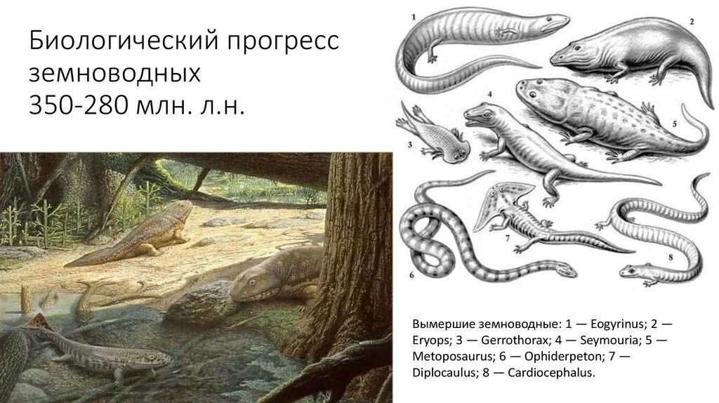 Животные биологического прогресса. Биологический прогресс примеры. прогресс животных примеры. примеры прогресса в биологии. биологический прогресс у животных.