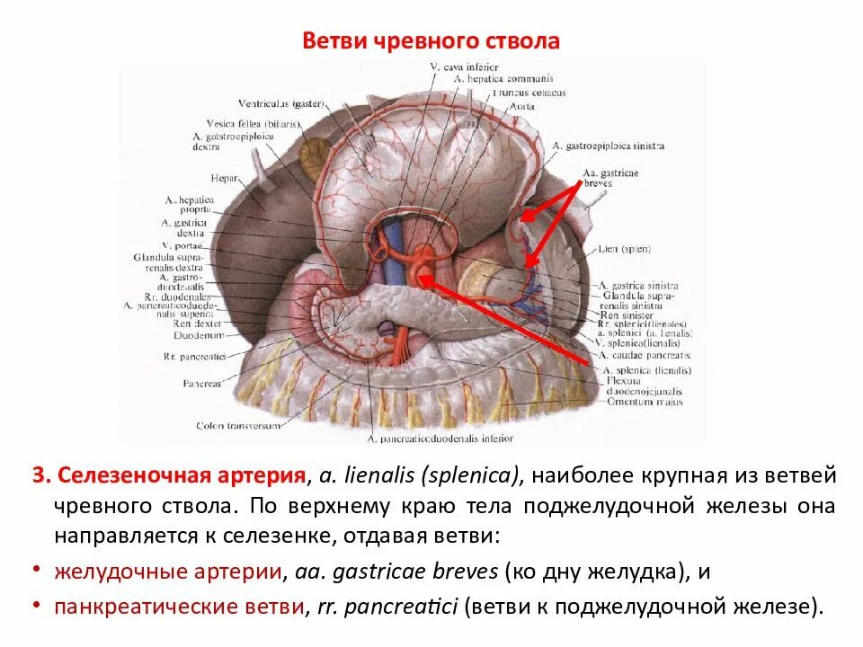 Ствол на латинском. Ветви чревного ствола схема. чревный ствол анатомия схема. артерии чревного ствола схема. чревный ствол и его ветви схема.
