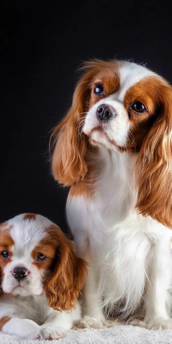 Кавалер растет. Жирный кинг чарльз спаниель. Кавалер растет. Кинг чарльз спаниель щенки. Ковалер кин чаинс спанеель.