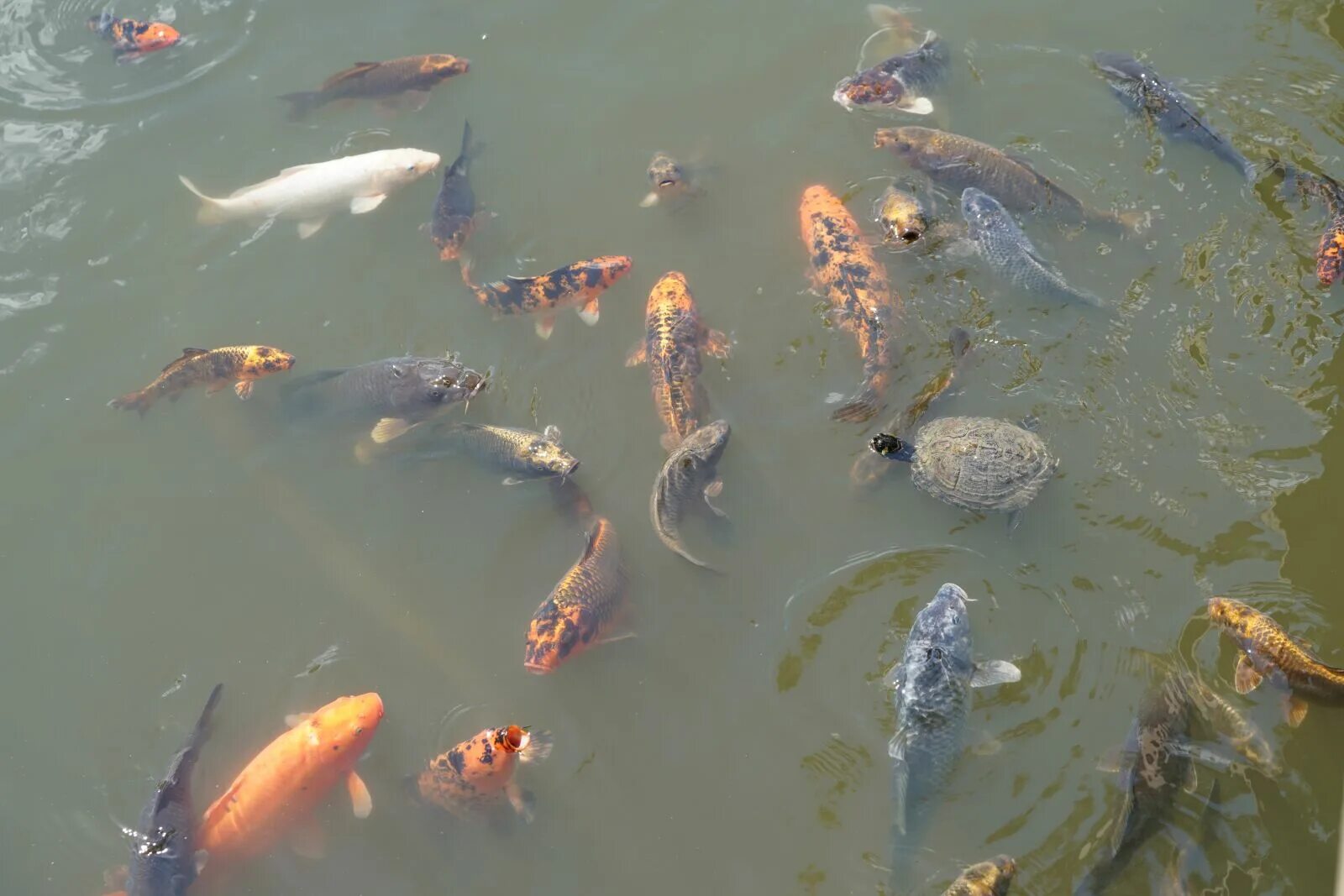 Какие рыбы плавают на поверхности. Карпы кои. Рыба в воде. Карп в озере. Карп в воде.