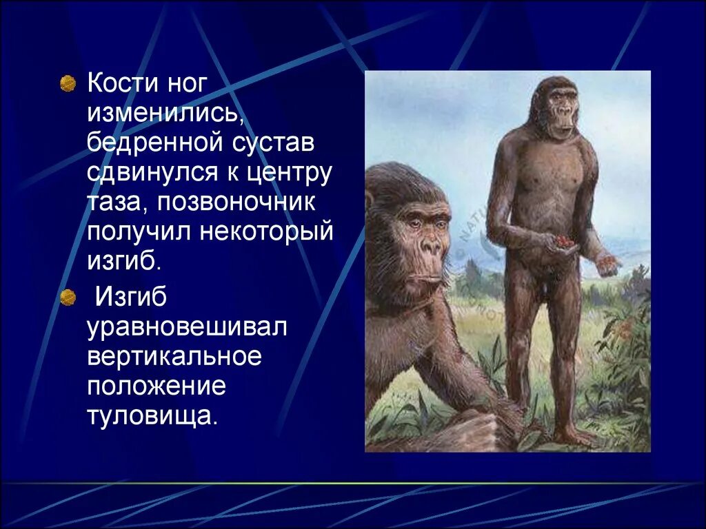 Человек умелый где жили. Питекантроп и синантроп это. Древнейшие люди питекантроп. Питекантроп образ жизни. Человек умелый и питекантроп.